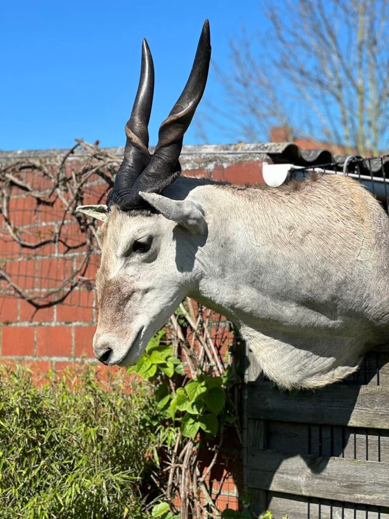 Eland antilope opgezette kop, Ophalen