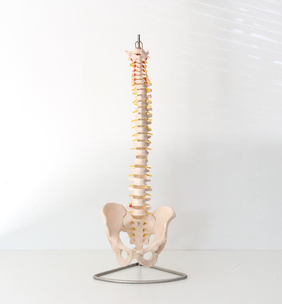 Groot Anatomisch model Wervelkolom inclusief statief, Ophalen of Verzenden