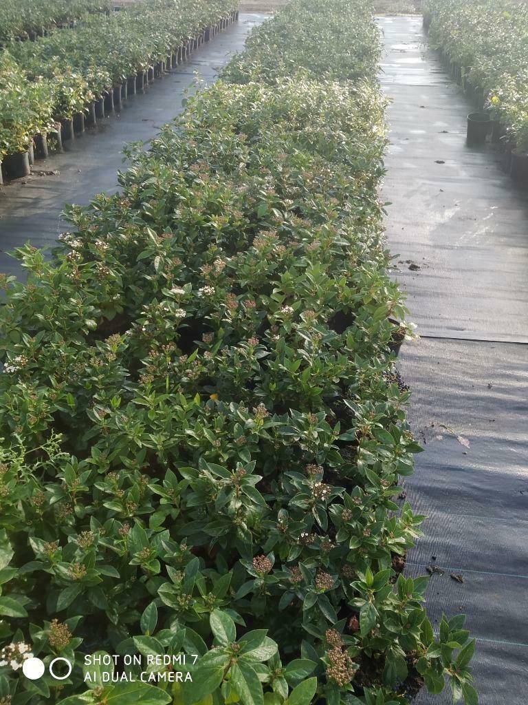 Viburnum tinus, Tuin en Terras, Volle zon, Vaste plant, Herfst, Ophalen