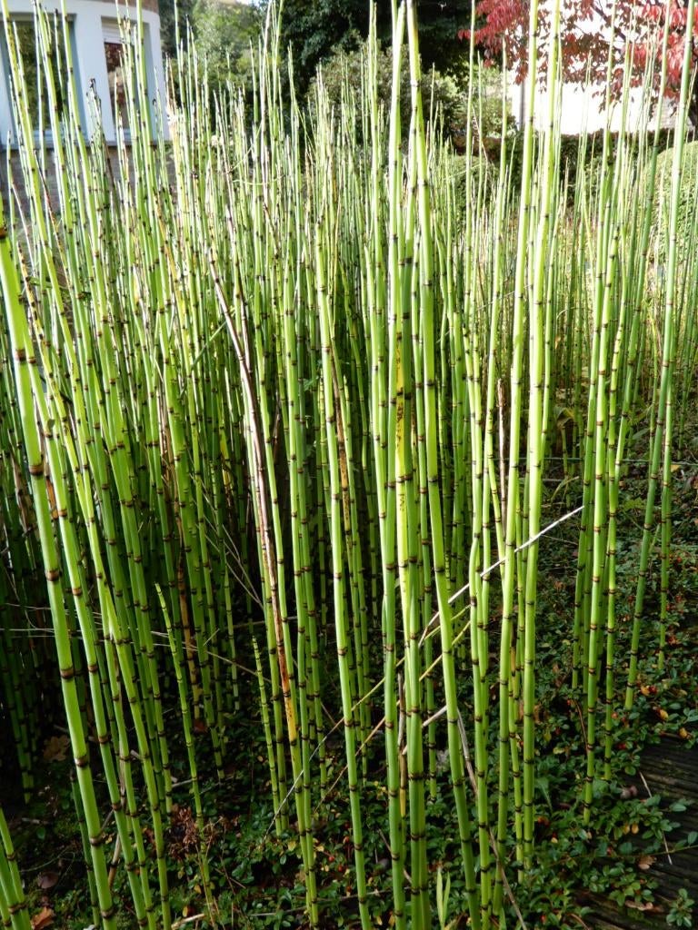 schaafstro, Tuin en Terras, Planten | Tuinplanten, Ophalen, Volle zon, Vaste plant, Bloeit niet