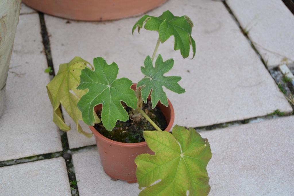 plant tetrapanax, Tuin en Terras, Volle zon, Vaste plant, Bloeit niet, Ophalen