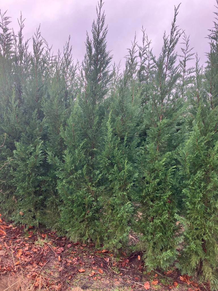 Cup leylandy, Tuin en Terras, Planten | Bomen, Bloeit niet, Ophalen