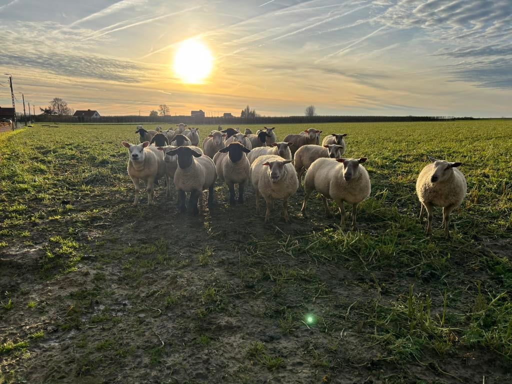 Weides gezocht, Mouton