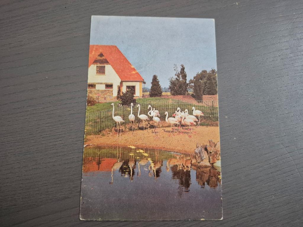 Meli Park postkaart "flamingo's 2", Ophalen of Verzenden, Zo goed als nieuw