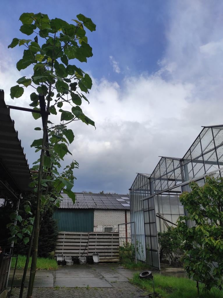 Paulownia tomentosa Kiri, Tuin en Terras, Volle zon, Lente, 100 tot 250 cm, Overige soorten