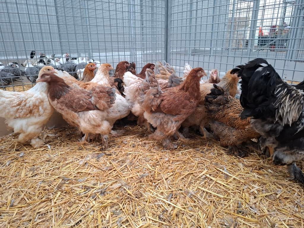 Brahma kippen en hanen in vele verschillende kleuren