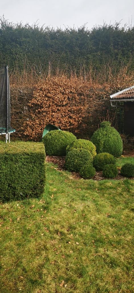 Buxus, Ophalen, Buxus, Struik