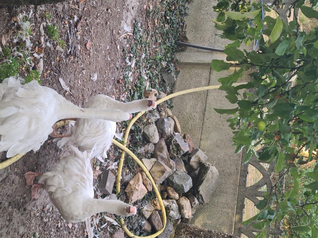 Krulveergans / sebastobol, Dieren en Toebehoren, Pluimvee, Vrouwelijk, Gans of Zwaan