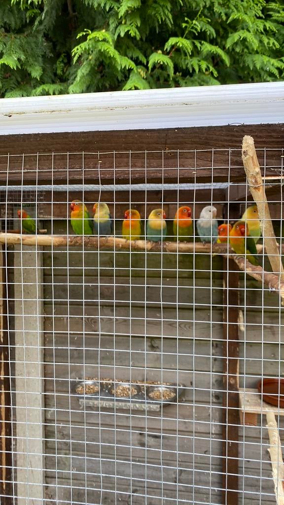 Jonge ficheries, Dieren en Toebehoren, Vogels | Parkieten en Papegaaien