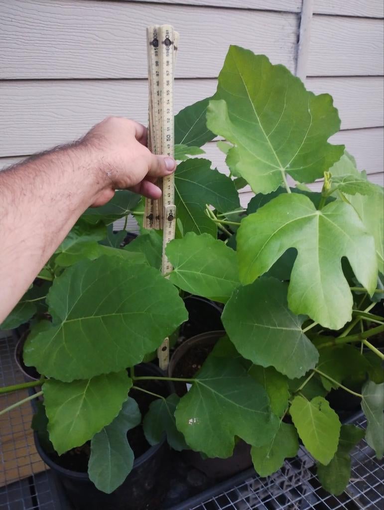 Vijgen struiken brown turkey gestekt, Tuin en Terras, Minder dan 100 cm, Volle zon, In pot, Ophalen of Verzenden