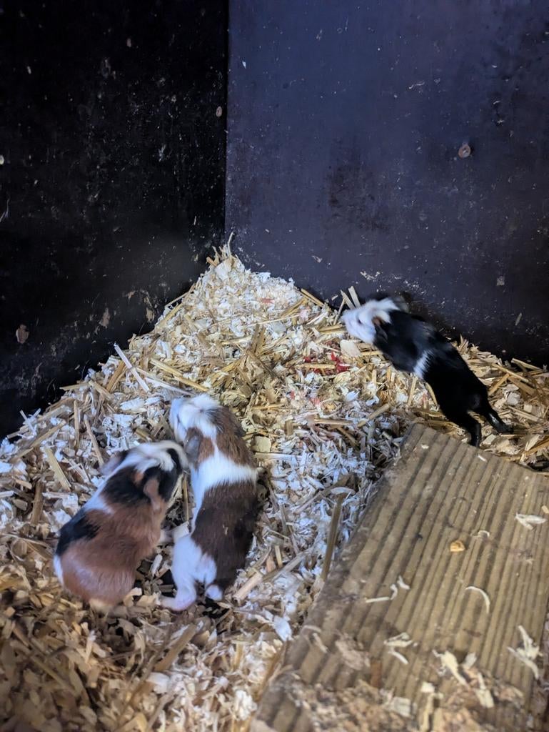 Cavia beertjes, Décembre, Mâle