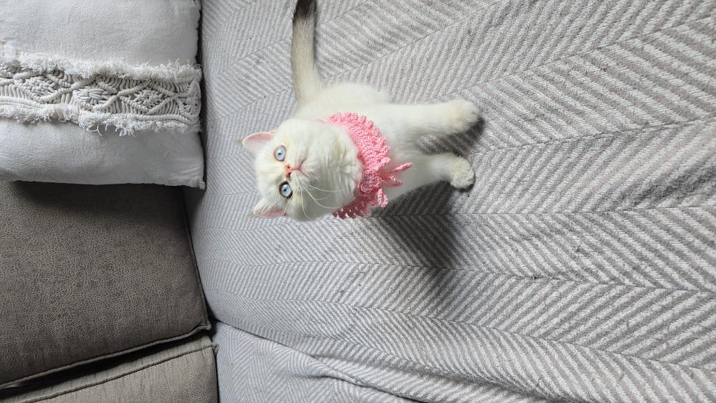 British shorthair, Chatte ou Chat, Avec pedigree, 0 à 2 ans