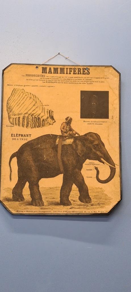 Vintage Emile Deyrolle Lithograph, Enlèvement ou Envoi