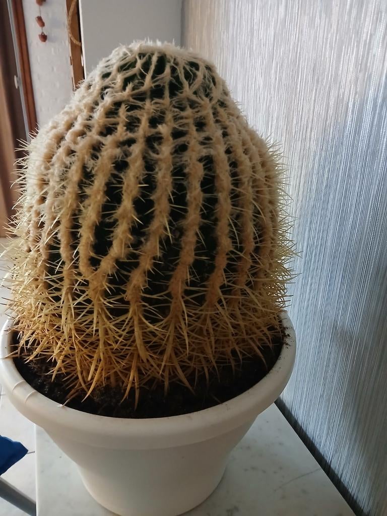 Gros cactus (chaise de belle-mère), Enlèvement, Cactus