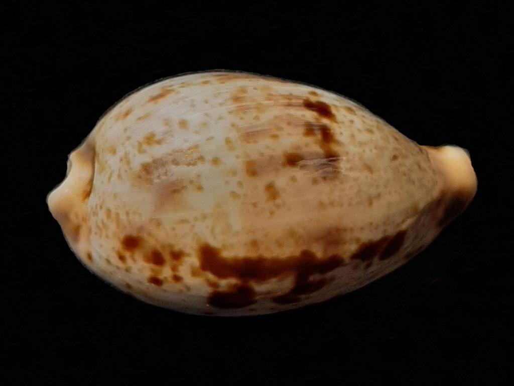 Cypraeidae Erronea pulchella 35mm, Ophalen of Verzenden, Schelp(en)