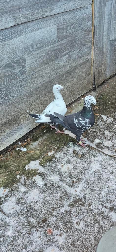 Duiven te koop, Dieren en Toebehoren