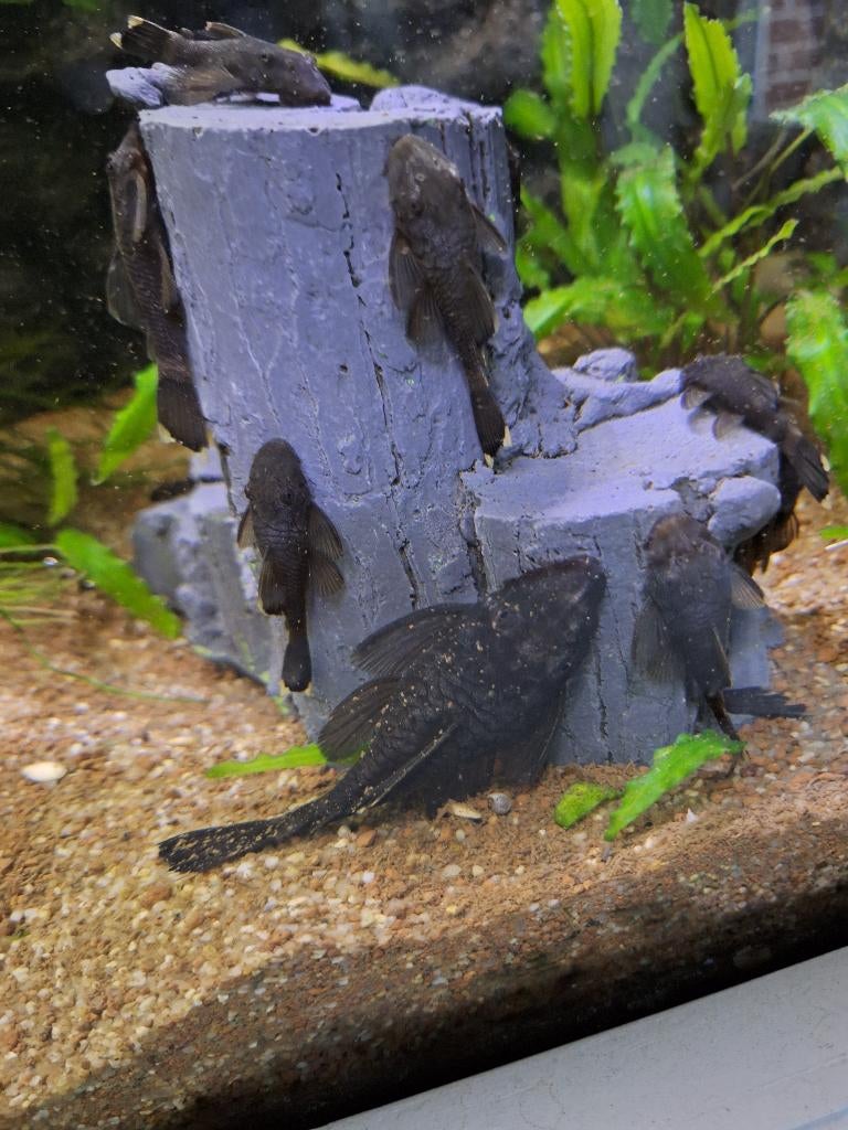 Pleco's Bristlenose (Ancistrus), Poisson d'eau douce