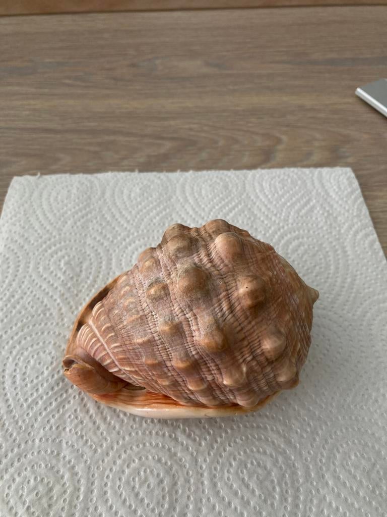 Zeer mooie schelp Cassis Madagaskar, Ophalen of Verzenden