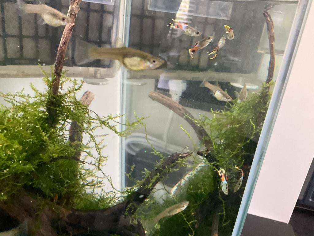 Guppy endler, Dieren en Toebehoren, Vissen | Aquaria en Toebehoren, Ophalen