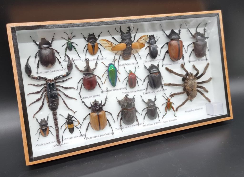 Uniek frame met echte opgemaakte insecten (geen Cites soort), Verzamelen, Ophalen of Verzenden, Nieuw, Opgezet dier