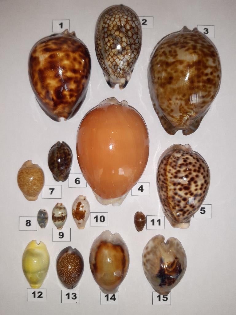 Coquillages : Cypraeidae, Collections, Enlèvement ou Envoi, Coquillage(s)