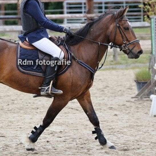 D-pony spring en dressuur, Animaux & Accessoires, Poneys, Hongre, Poney D (1.37 m à 1.48m), 11 ans ou plus