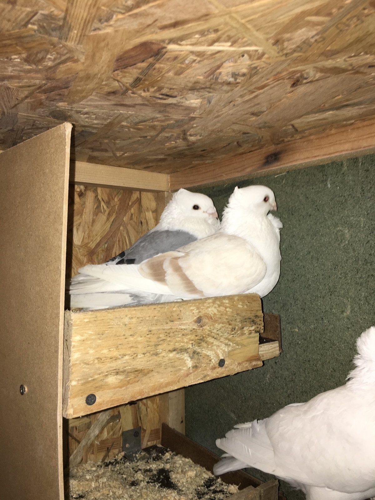 Je recherche des pigeons comme ceux-ci., Animaux & Accessoires