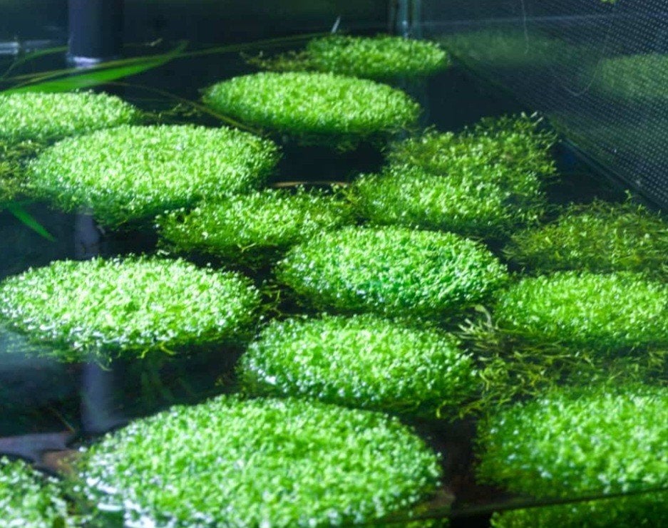 riccia fluitans