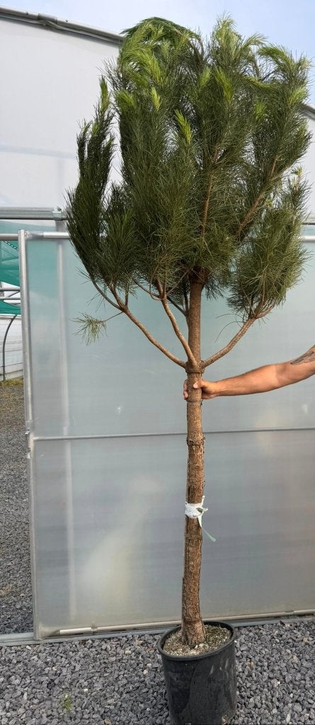 Parasol den Pinus, Tuin en Terras, Planten | Bomen, Ophalen