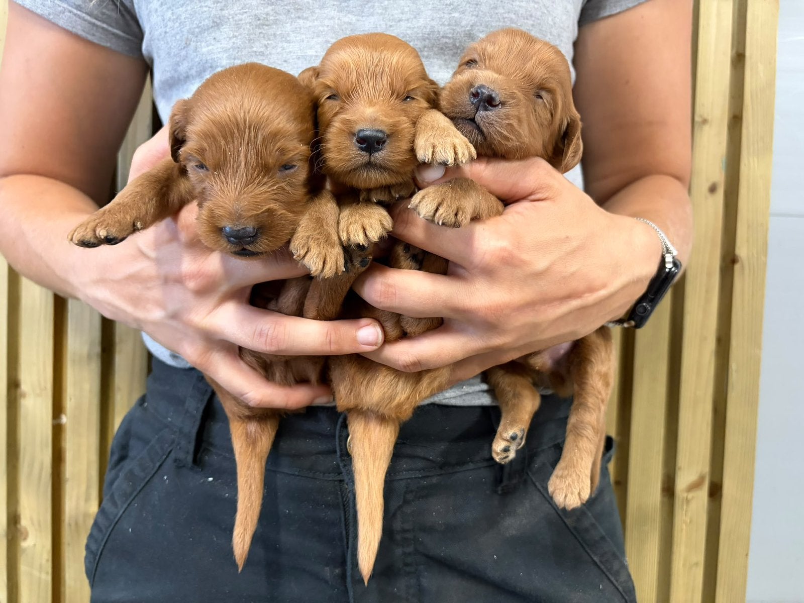 Prachtige abrikoze Labradoodle pups met Vlaams stamboom, Dieren en Toebehoren, België, 8 tot 15 weken, Meerdere, Fokker | Professioneel