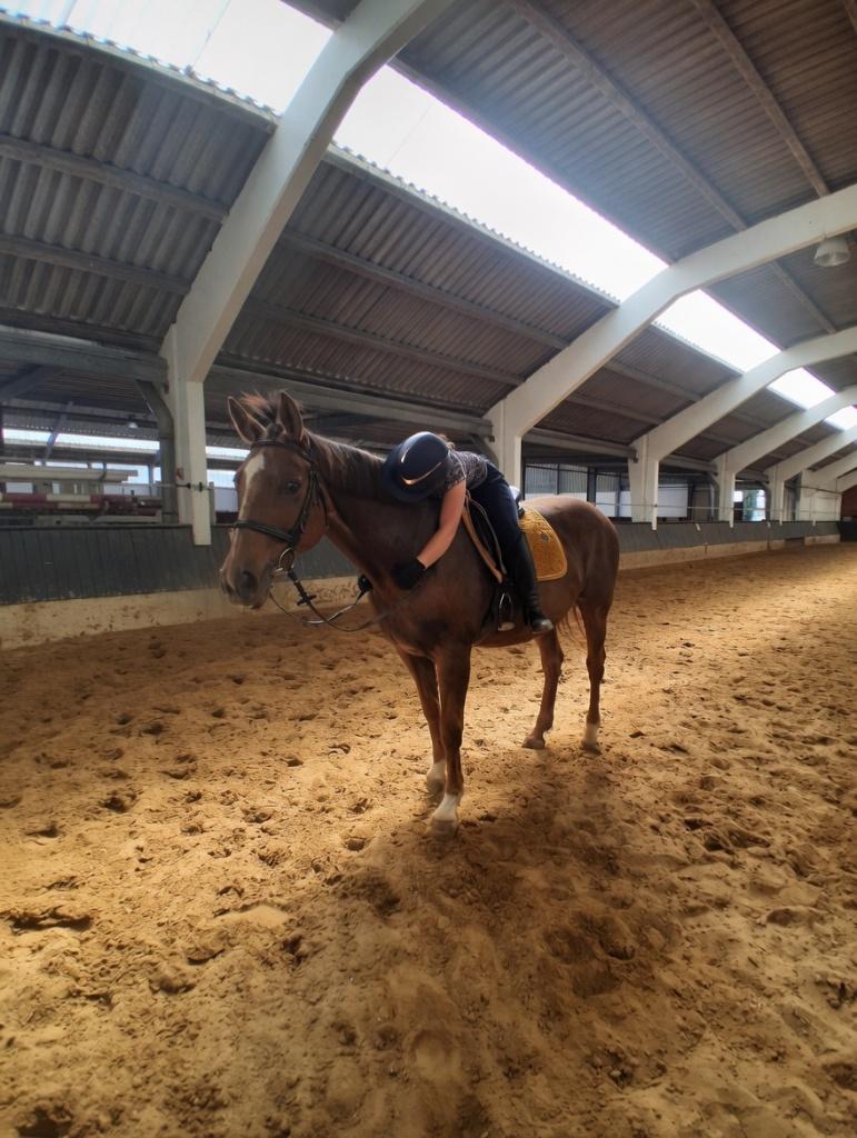 Halvestal paard gezocht, ZZ