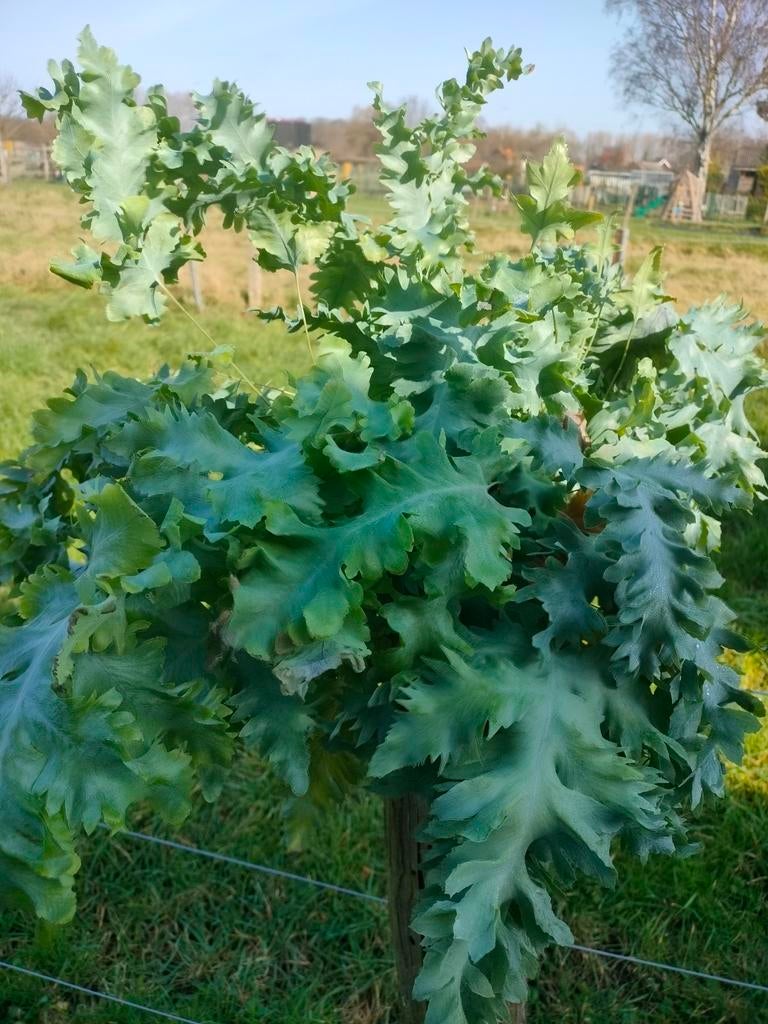 Phlebodium 'davana', Tuin en Terras, Ophalen