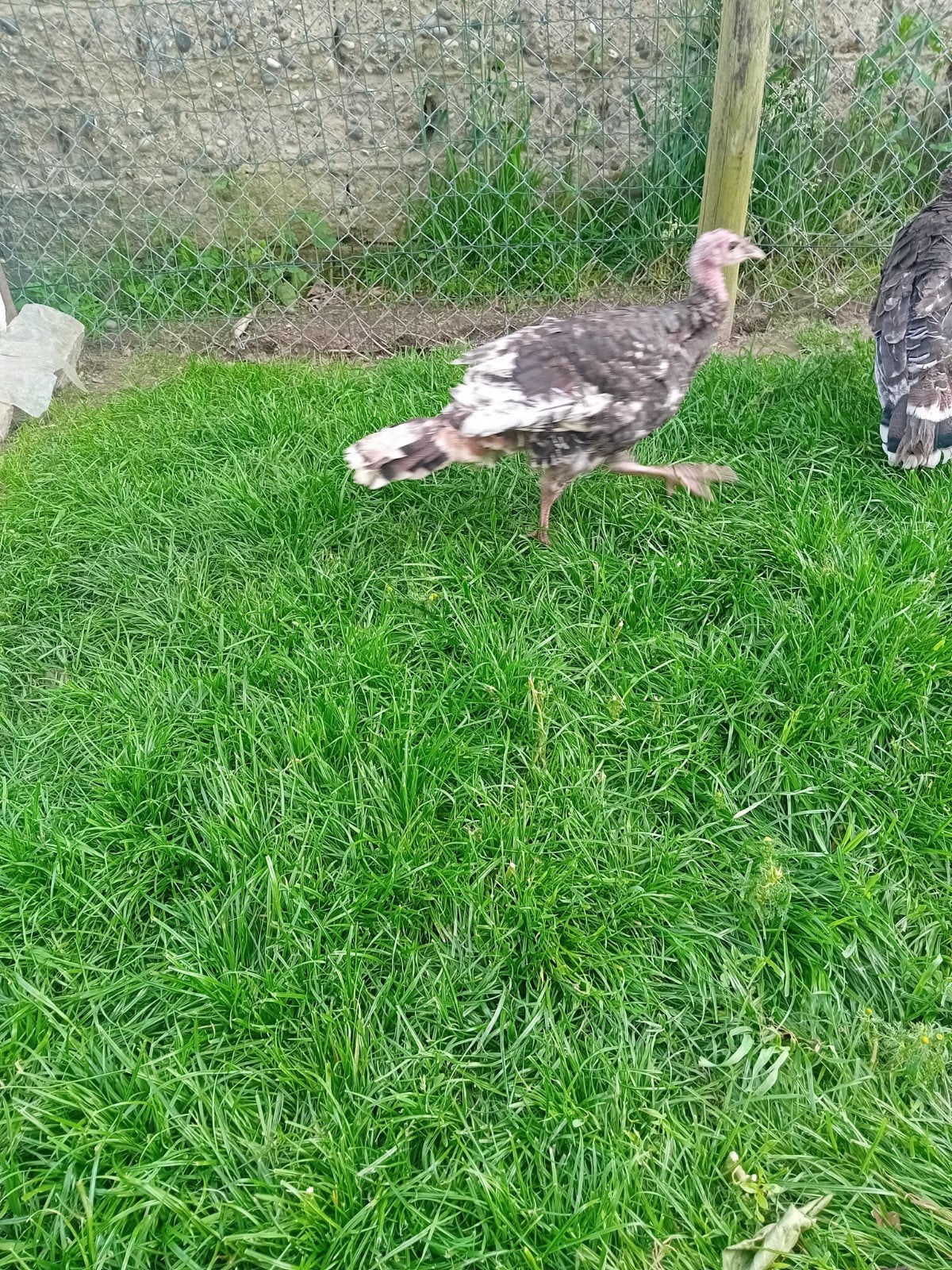 Ronquière kalkoen hennen, Dieren en Toebehoren, Kalkoen