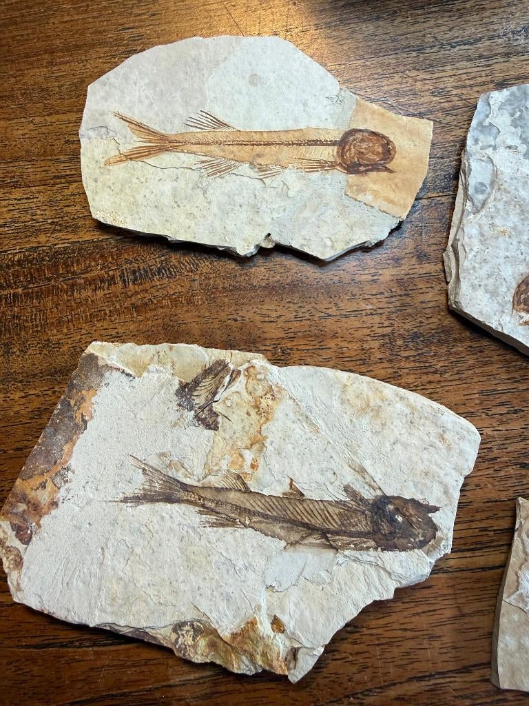 Fossiele vis – Vroeg-Krijt (145–100 miljoen jaar) – China, Verzamelen, Mineralen en Fossielen, Fossiel, Ophalen of Verzenden