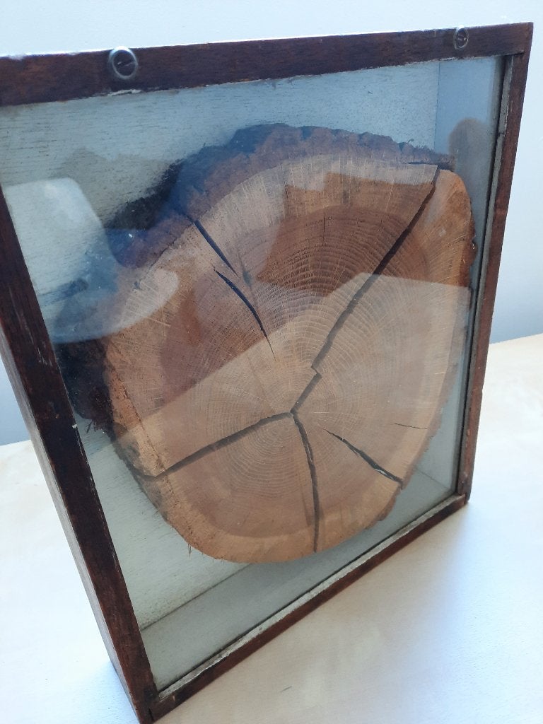 Vintage houten schijf van boom (eik) in kastje met glas., Antiek en Kunst, Curiosa en Brocante, Ophalen