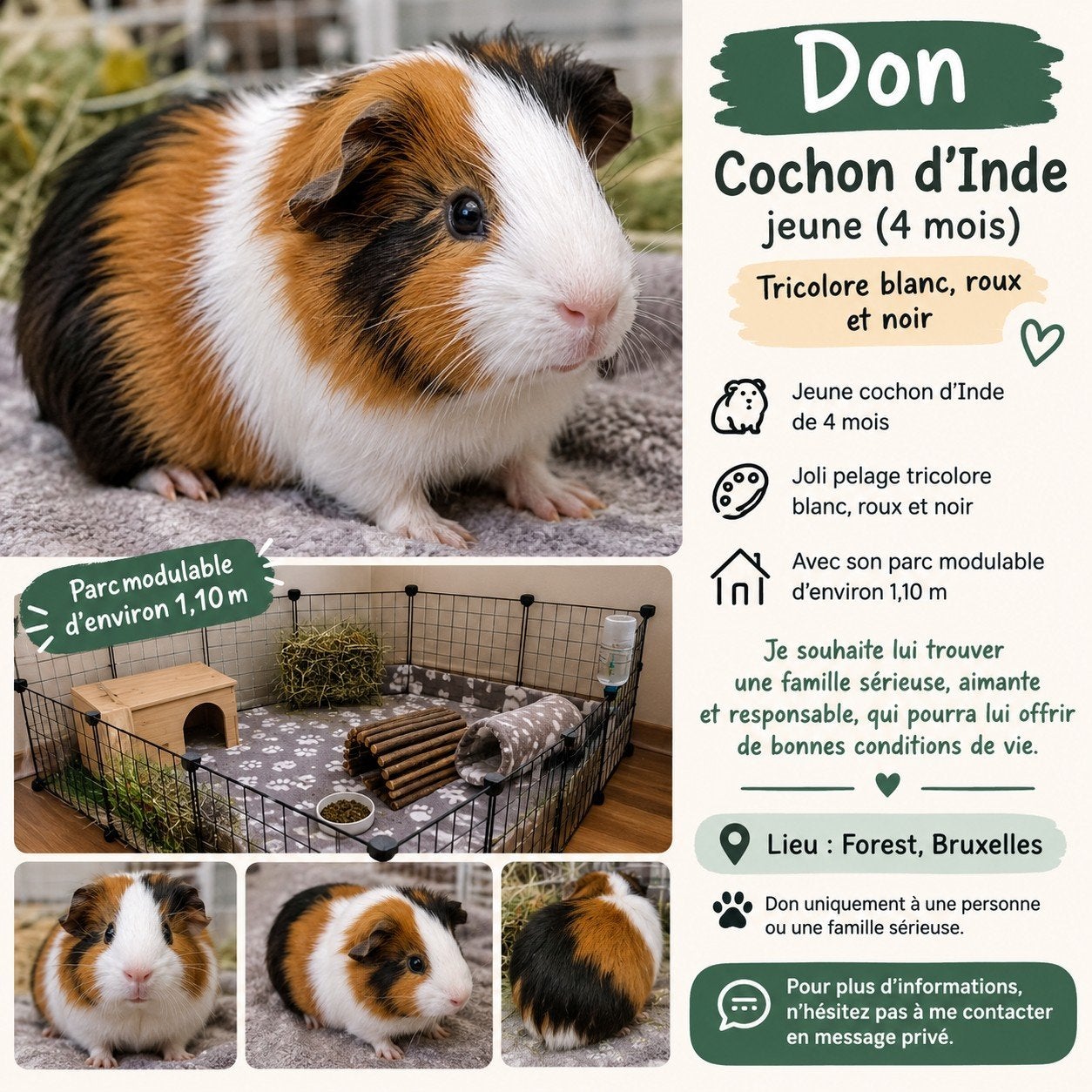 Don Cochon d'inde + parc modulable payant, Juin, Domestique, Cobaye, Femelle
