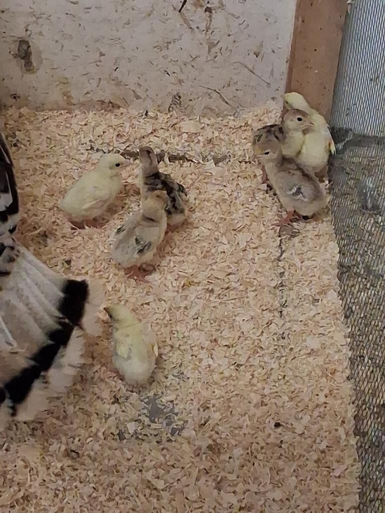 7 jonge ronquiere kalkoenen, Dieren en Toebehoren