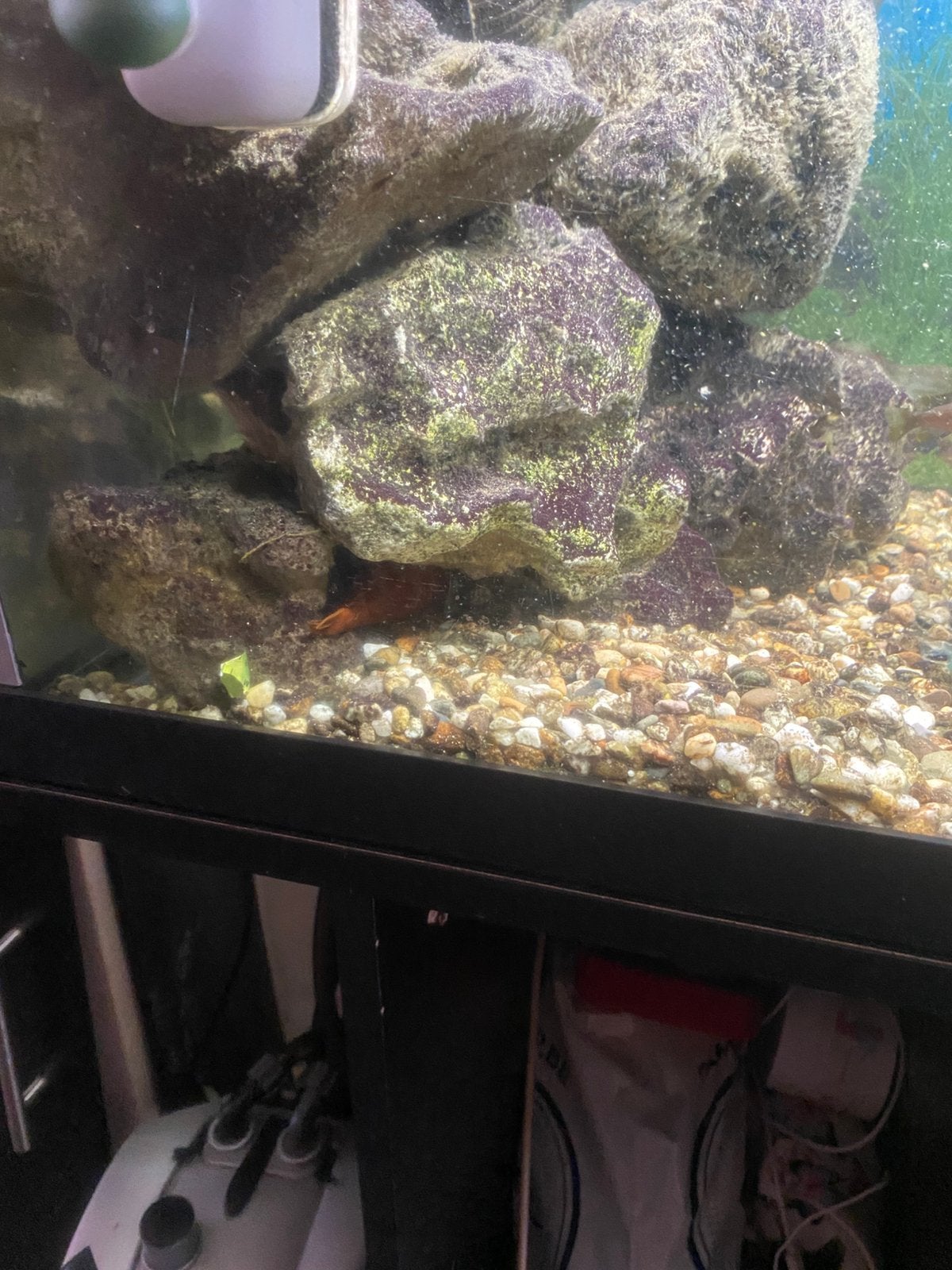 Vissen chiliden, Dieren en Toebehoren, Vissen | Aquaria en Toebehoren, Ophalen, Inclusief vissen, Gebruikt