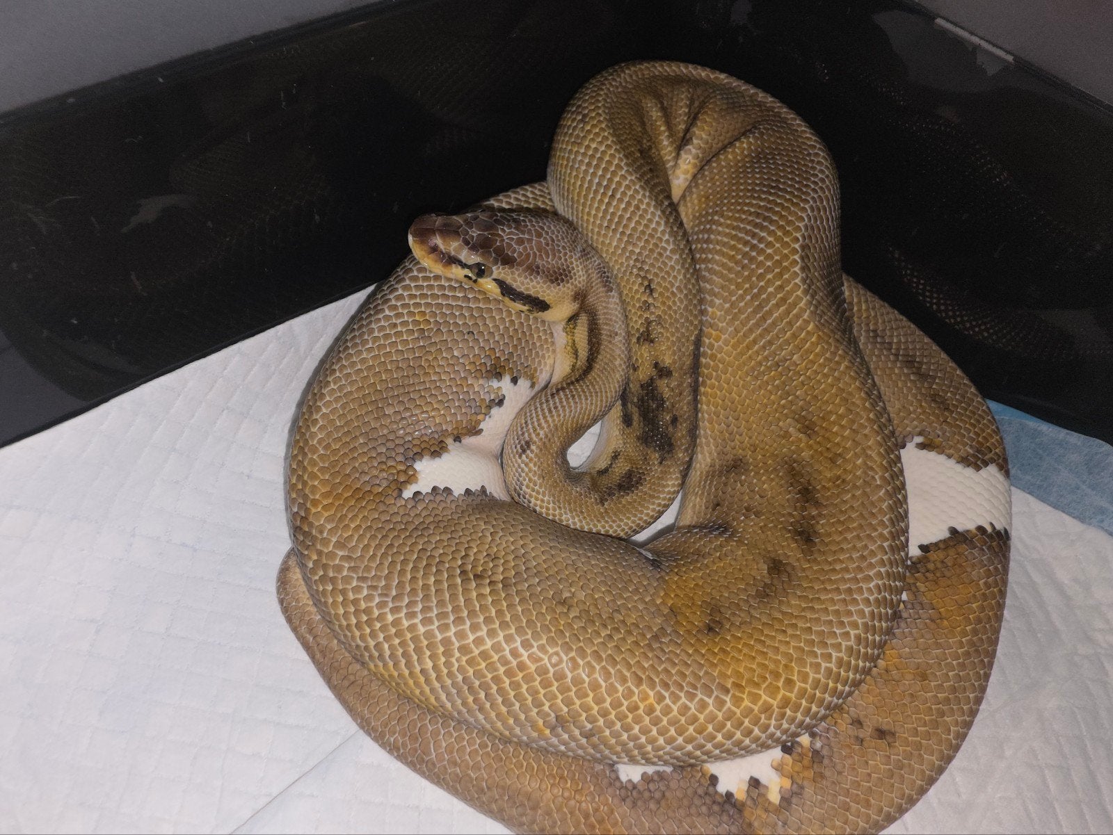 verschillende prachtige koningspythons! Ball Python photo 2