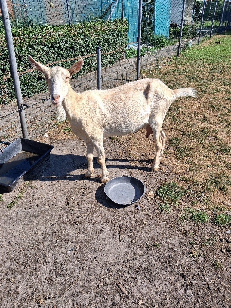 TE KOOP:MELKGEIT, Femelle, Chèvre, 0 à 2 ans