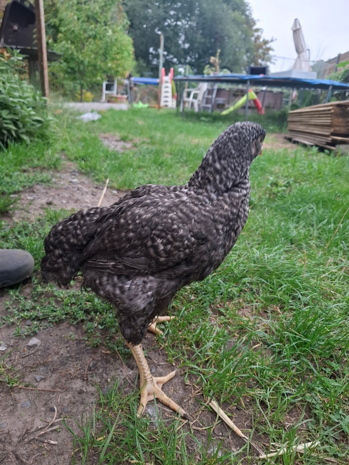 mechelse koekoek hennen, Dieren en Toebehoren