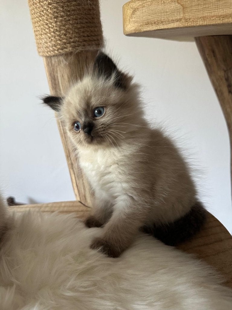 Chaton sibérien (mascarade de neva hypoallergénique), Chat, Avec pedigree, 0 à 2 ans