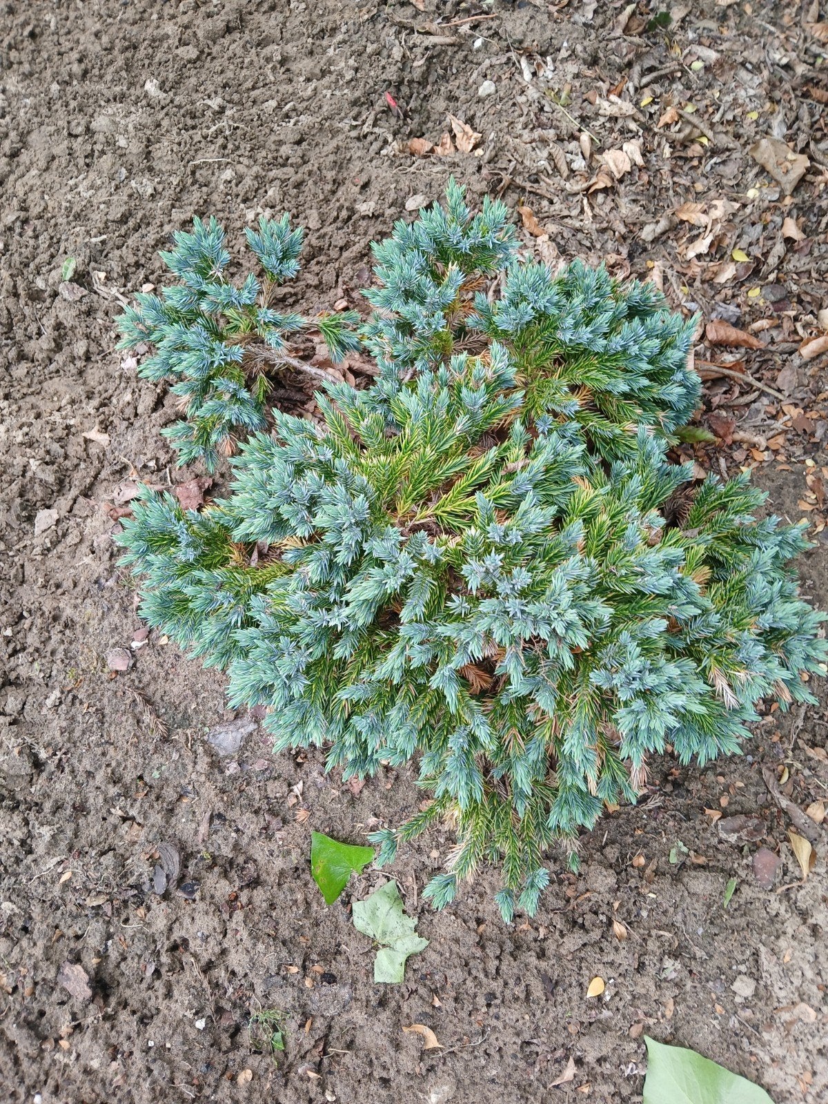 Juniperus squamata 'blue carpet' (jeneverbes), Enlèvement, Ne fleurit pas, Plante fixe