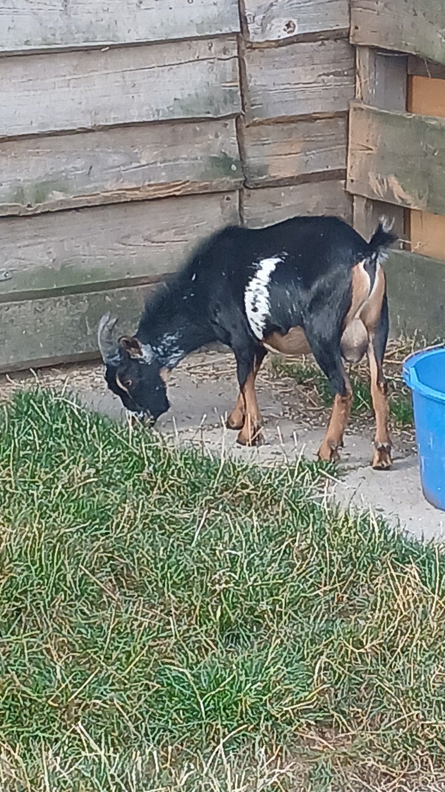 mini bokje te huur, Dieren en Toebehoren, Februari