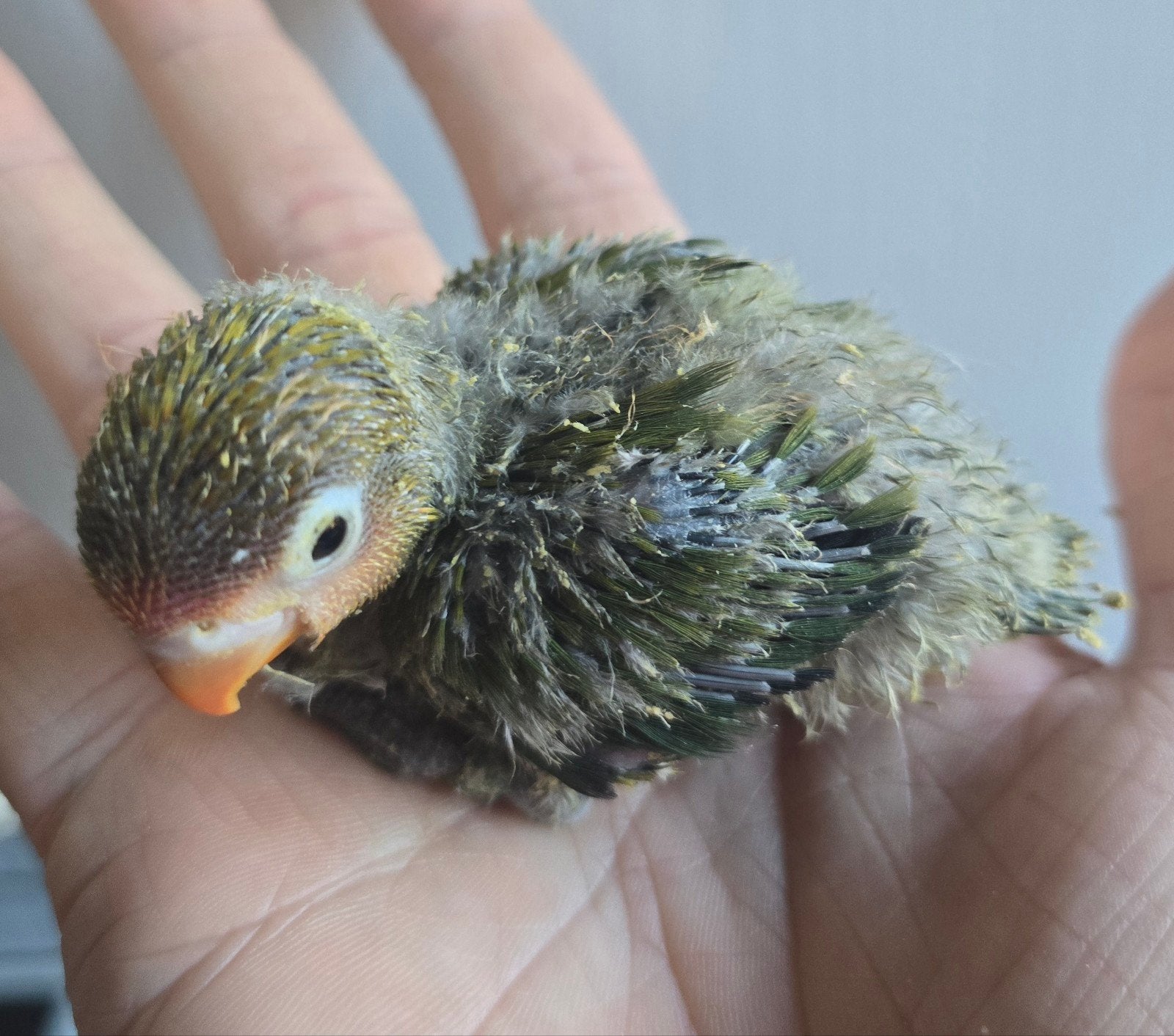Fischeri jongen om verder handtam te maken, Animaux & Accessoires, Oiseaux | Perruches & Perroquets, Perroquet nain ou Inséparable