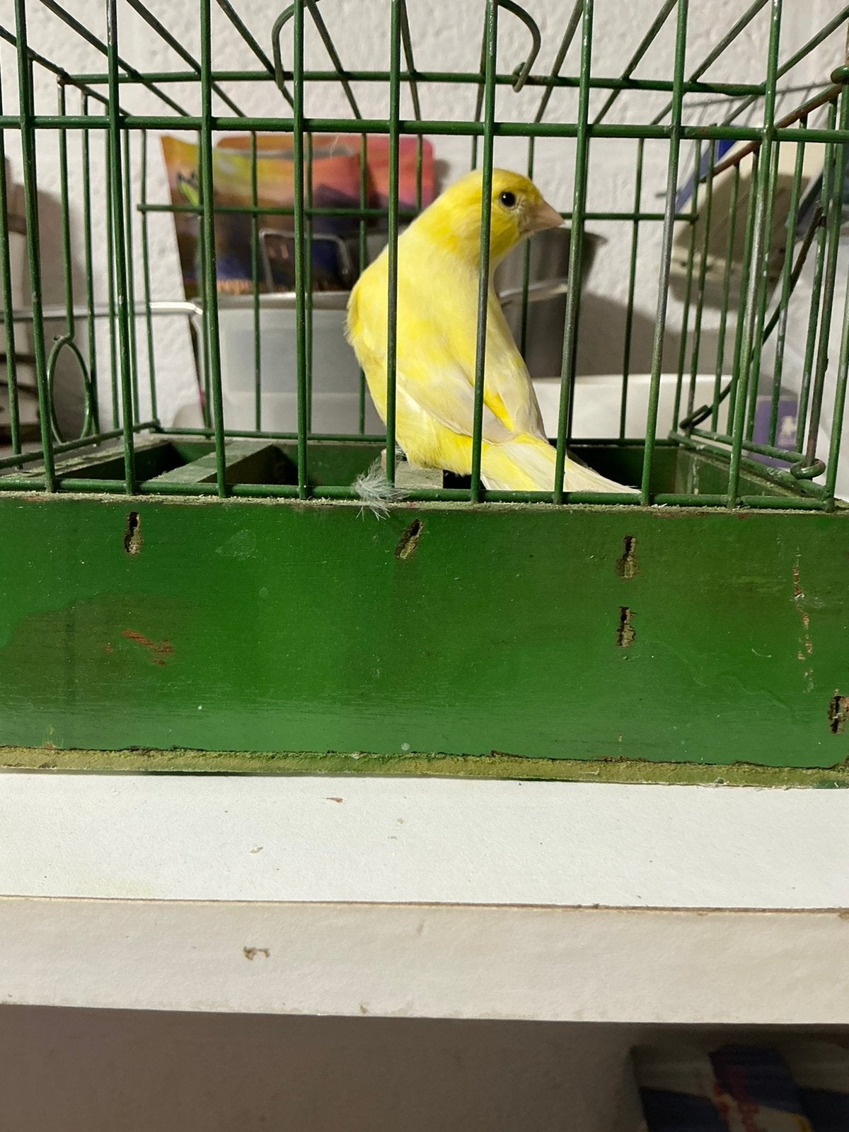 Canaris malinois 2026, Mâle