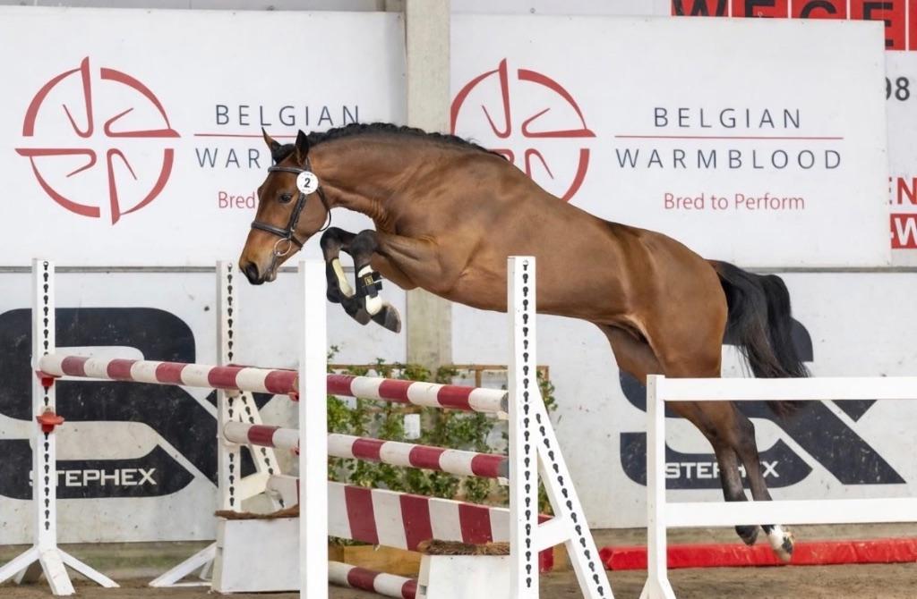 BRp goedgekeurde hengst ter dekking, Hengst