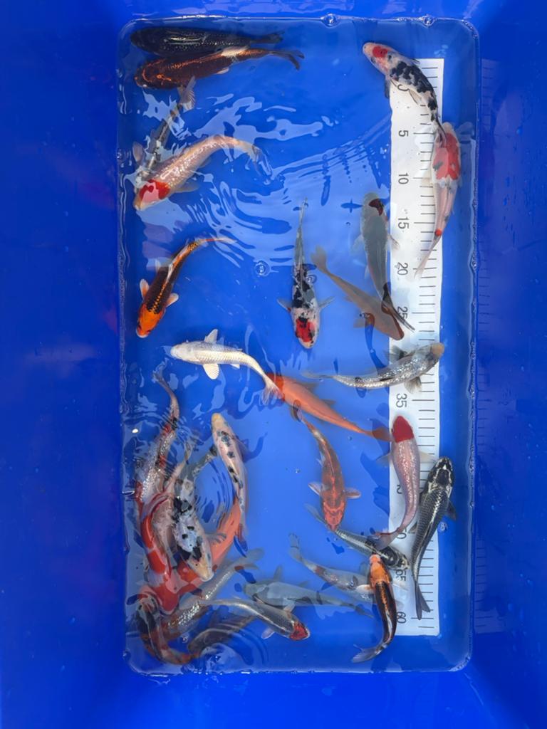 HQ import tosai mix 20/25cm, Dieren en Toebehoren, Vissen | Vijvervissen, Karper of Koi
