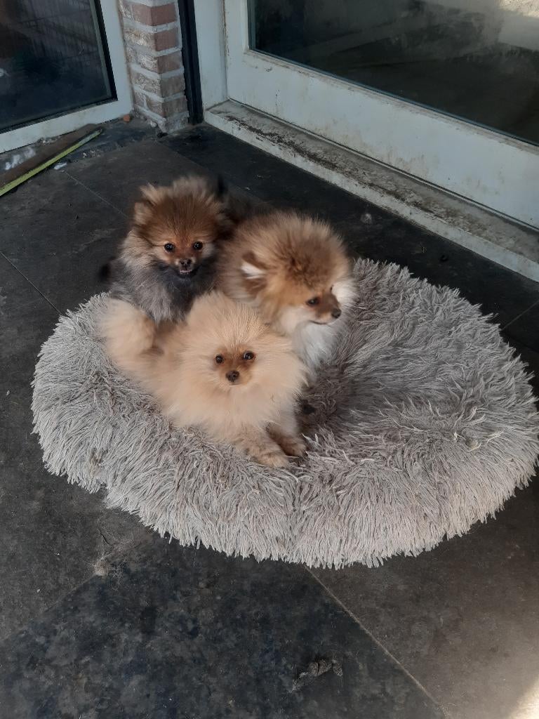 mooie pomeriaantjes, Dieren en Toebehoren, België, Fokker | Hobbymatig, 8 tot 15 weken, Meerdere