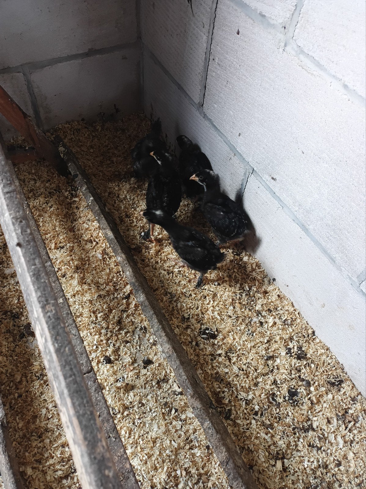 5 kuikens Mechelse koekoek, Dieren en Toebehoren